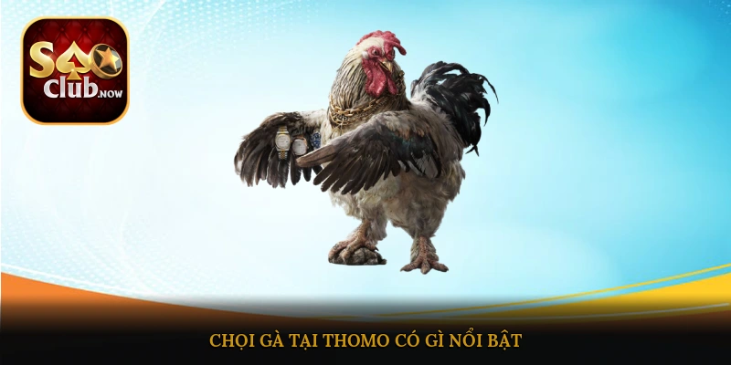 Chọi gà tại Thomo có gì nổi bật?