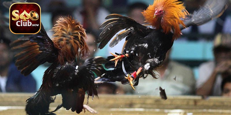 Đá gà cựa cực phổ biến tại Thomo, Campuchia