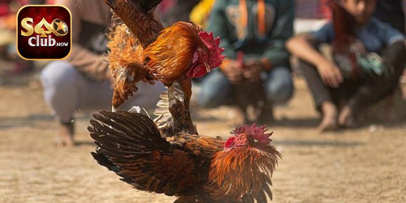 Trường gà Thomo có quy mô lớn nhất Campuchia